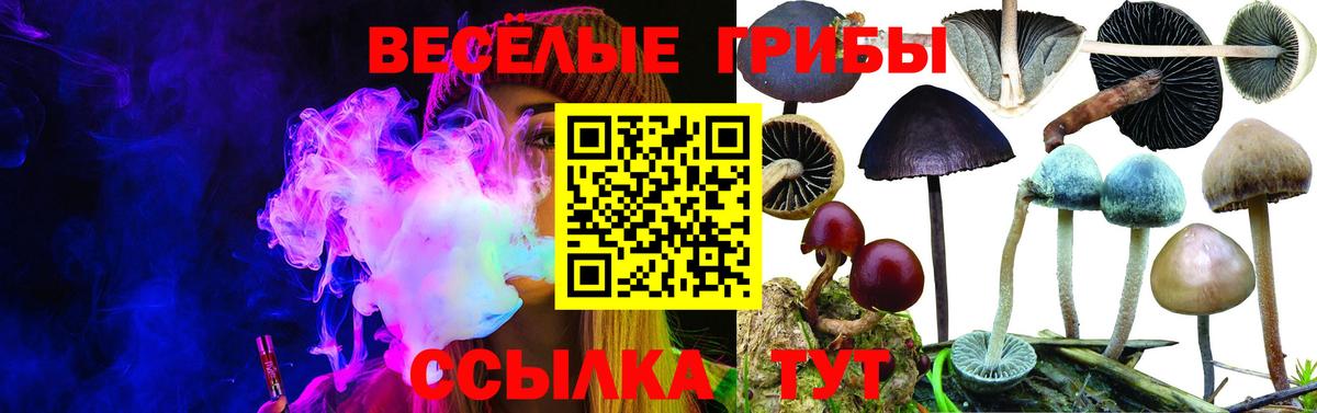 Михайловск  Псилоцибиновые грибы Cubensis  Вход с VPN 